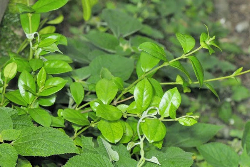 Best Herbal Supplements for Weight Loss