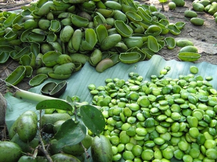 Best Herbal Supplements for Weight Loss